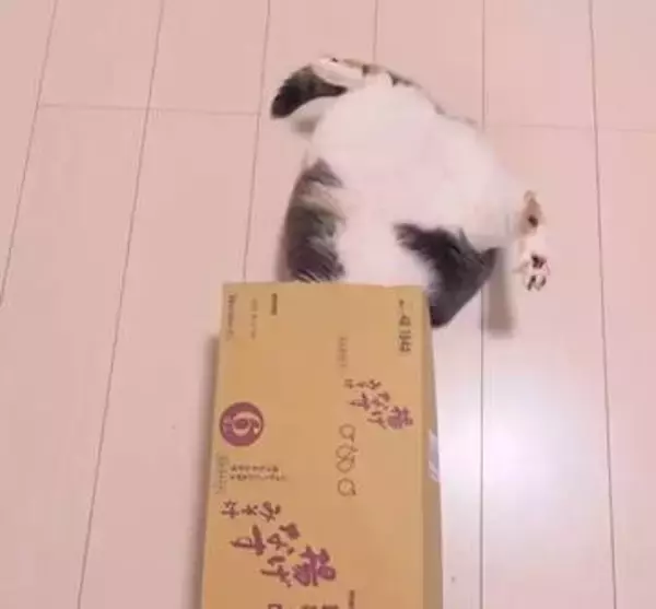 ダンボールに入った猫 ⇒ 目を離してたら…「ズコー！」とんでもない姿に「元気が出る」「気持ちが明るくなるよ」