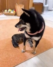 先住の柴犬 が 大好きな保護子猫　甘えようとしてまさかの結果に…　シバねーさんも困惑！？「うろたえぶりがかわいい」