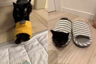 スリッパにすっぽりハマる保護猫 ⇒ 数年後、再挑戦するも……「もう入れないね〜」〝驚きの成長ぶり〟に「なんてかわいいの」