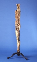 原爆被害逃れた幕末の「人工の死体」　長崎大が修復・保存へエックス線検査