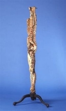 ［長崎県］「キュンストレーキ」残したい　長崎大　被爆の記憶伝える人体模型　進む経年劣化　修復、保存へエックス線検査