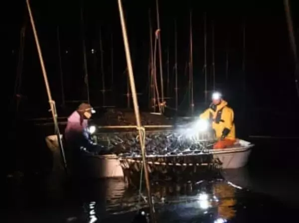 佐賀県沖・有明海で秋芽ノリ初摘み本格化　「「艶も味もいい出来」