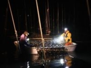 ［佐賀県］秋芽ノリ　艶良し、味良し　有明海で初摘み本格化