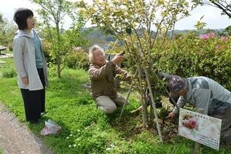 長崎・平戸ニドザキサクラ「順調」　保護団体が巡回、生育確認
