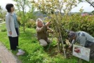 長崎・平戸ニドザキサクラ「順調」　保護団体が巡回、生育確認