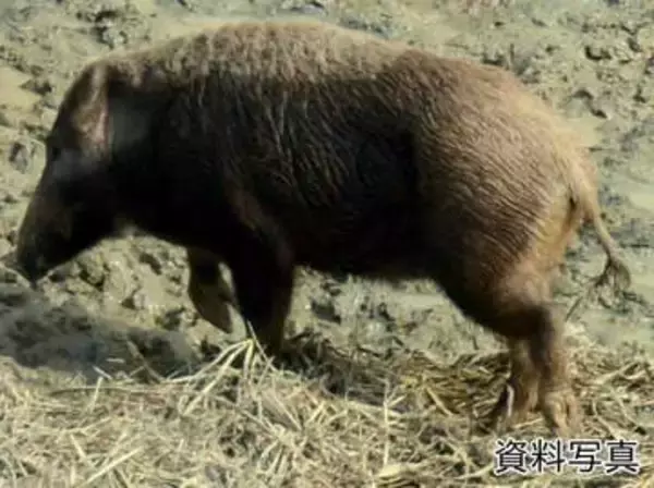 北九州市八幡東区でイノシシの出没情報花尾町花尾町付近　警察が注意呼びかけ「近づいたりエサを与えたりしないで」