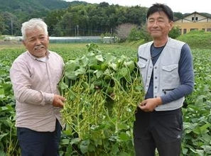福岡・筑前町のみなみの里で販売中　甘みが強い「幻の枝豆」　10月17、18日は収穫体験イベント