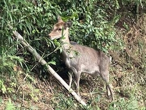佐賀・吉野ヶ里町の路上でシカ1頭の目撃情報　「刺激せず静かに離れて」と神埼署が注意呼びかけ