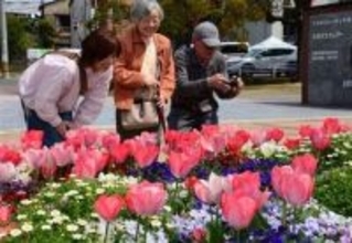 久留米市・石橋文化センターでチューリップ20品種1万3000本見頃