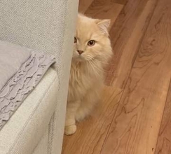 「今日病院に連れて行って信用を失いました」⇒ 物陰からこちらをジーッ…「疑いの眼差し」「裏切られた！もう信用出来ない！」