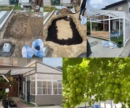 夫が新築の庭を掘って、妻が〝大激怒〟 ⇒ 5年後現れたのは……まさかの高級フルーツ 目を疑う光景に「もうプロ　きっとプロ　絶対プロ」