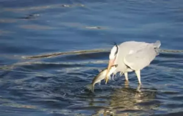 アオサギが“春の使者”をぱくり　西日本写真協会・宅島冨士彌さん、長崎・佐世保市で撮影