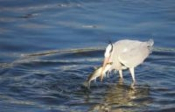 ［長崎県］アオサギ「春の使者」ぱくり　西写協・宅島さん、佐世保で撮影