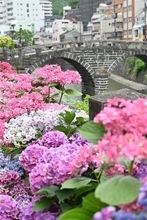 ［長崎県］眼鏡橋彩る癒やしの空間　長崎市、15日までアジサイ設置