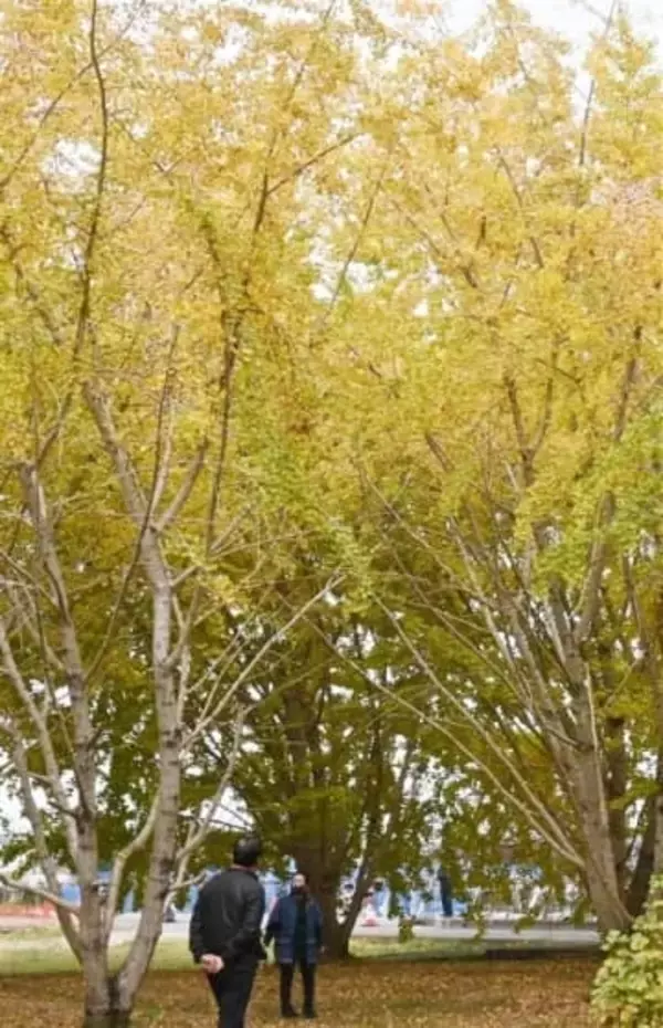 福岡・広川町で「太原のイチョウ」金色に　11月24日まで一般開放