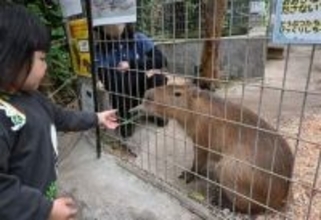 カピバラ「なると」にえさやり体験　北九州市若松区の響灘緑地グリーンパーク