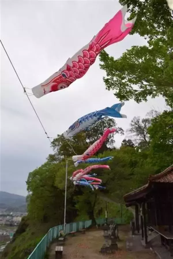 屋根よりもっと高い、標高125メートルこいのぼり　大分・日田市の吹上公園