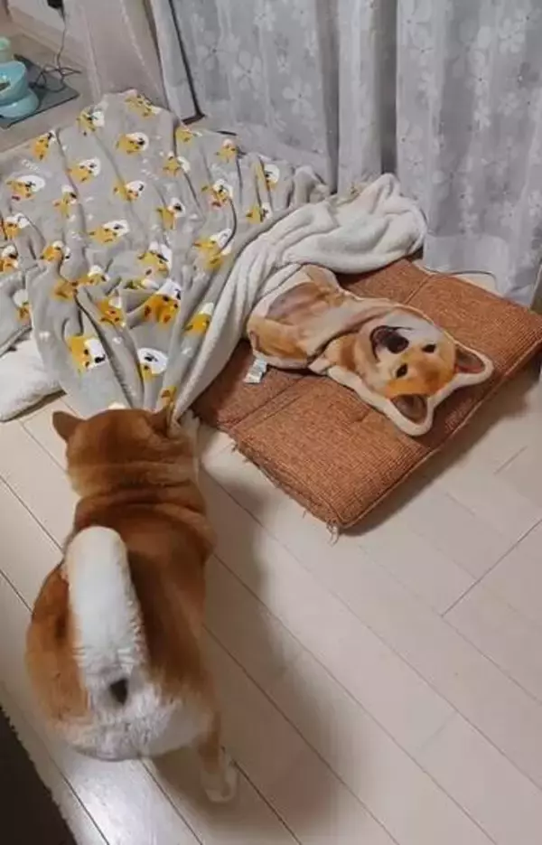 教えていないのに…柴犬が見せた優しさ　思わずほっこりする行動に反響「覚えてるのかも」「お腹冷えないように…」