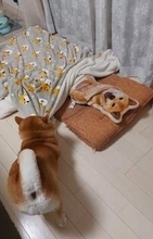 教えていないのに…柴犬が見せた優しさ　思わずほっこりする行動に反響「覚えてるのかも」「お腹冷えないように…」