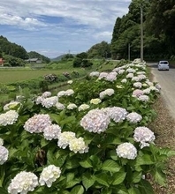 「あじさいロード」に色とりどりの花　福岡・嘉麻市小野谷
