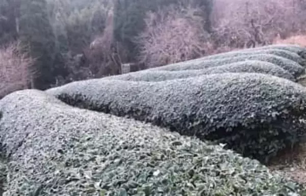 福岡県に霜注意報　あす11日朝は霜に対する農作物の管理に気をつけて（11月10日午前10時23分福岡管区気象台発表）