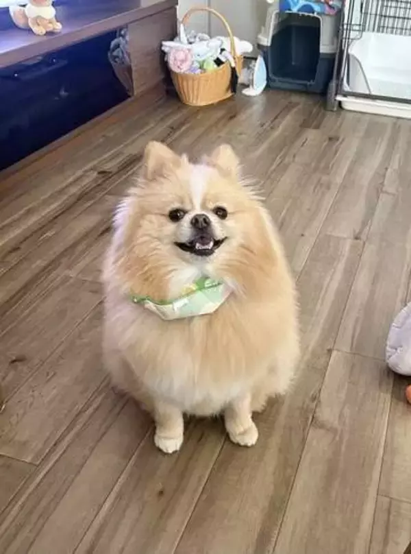 ポメラニアン〝家族のピンチ〟とっさの行動に反響　「みんなに優しい子だと言っていただけて…」