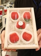 福岡・筑後市のイチゴ「みつのか」1粒4000円　天神・岩田屋で販売