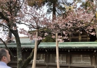 一足早い「開運桜」見頃　福岡・福津市の宮地嶽神社