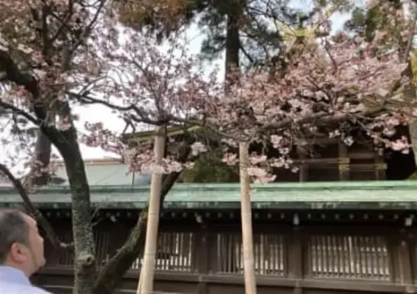 一足早い「開運桜」見頃　福岡・福津市の宮地嶽神社