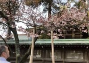 ［福岡県］一足早い「開運桜」　福津・宮地嶽神社で見頃