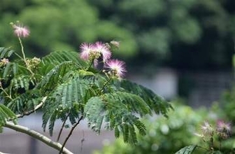 ［長崎県］可憐なネムノキ癒やしに　佐世保・長尾半島