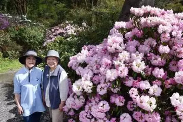 ［大分県］新緑、シャクナゲ奥日田彩る　山肌に広がる白やピンク…