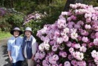 ［大分県］新緑、シャクナゲ奥日田彩る　山肌に広がる白やピンク…