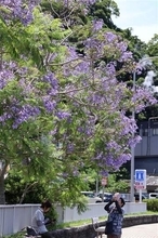 ［長崎県］小浜を彩るジャカランダ