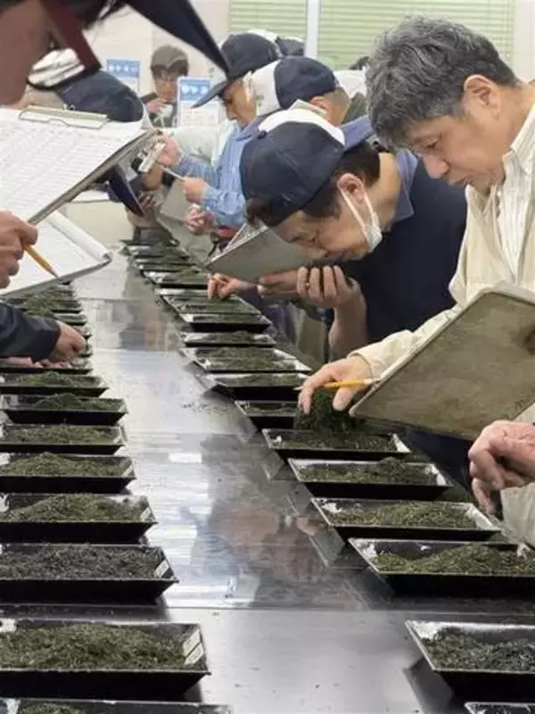 「うれしの茶」新茶に過去最高値6万円　佐賀県嬉野市で今季初入札会