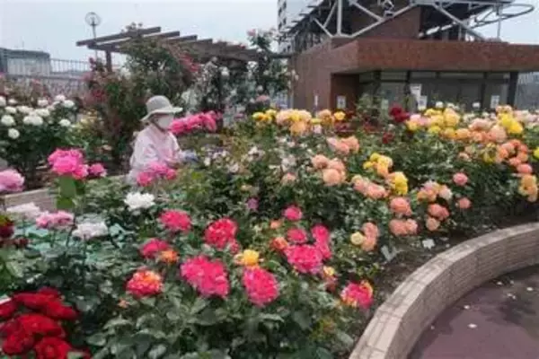 屋上彩るバラ300本見頃　北九州市・小倉井筒屋本館
