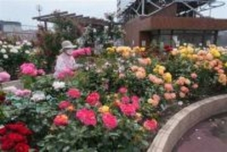 屋上彩るバラ300本見頃　北九州市・小倉井筒屋本館