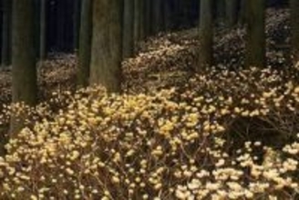 ［大分県］ミツマタ咲き誇る　九重町・野倉地区