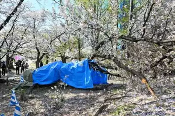 福岡市の舞鶴公園で桜が倒れる　老木化で？花見客にけがなし　8日まで「福岡城さくらまつり」