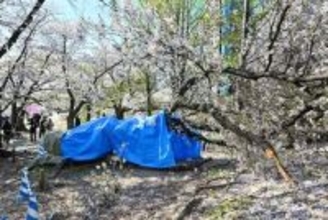福岡市の舞鶴公園で桜が倒れる　老木化で？花見客にけがなし　8日まで「福岡城さくらまつり」