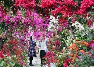 佐賀・唐津市のブーゲンの森、初夏の彩り1000本見頃