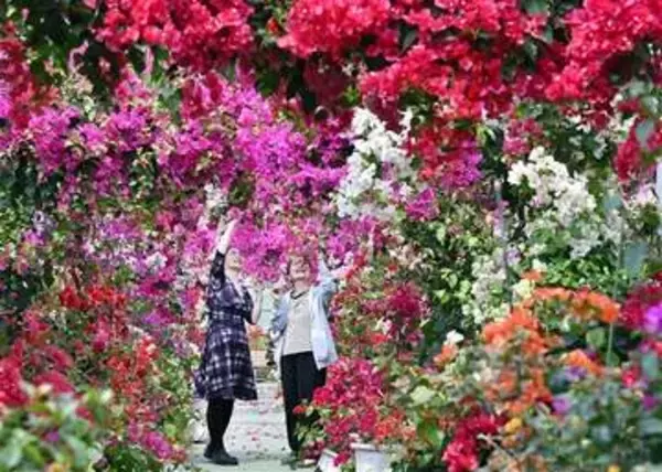 佐賀・唐津市のブーゲンの森、初夏の彩り1000本見頃