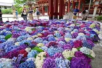 手水舎に色鮮やかなアジサイ　福岡・太宰府天満宮で花手水