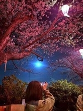 長崎でも桜「満開」　名所の長崎市立山公園では700本咲き乱れる