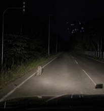 夜の通勤路で〝犬〟かと思ったら……こちらを向くと〝まさかの正体〟に驚き「こんなん見つけたらびっくりして事故りそう」