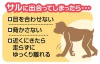 鹿児島県警がサル出没注意情報を連続して発表　鹿児島市内で目撃相次ぐ