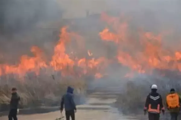 ［長崎県］春呼ぶ“炎のショー”　平戸市の景勝地　川内峠で野焼き