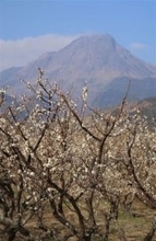 ［長崎県］白梅越しに溶岩ドーム　島原・安中