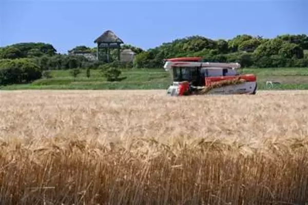 黄金色の穂たわわに　焼酎産地の長崎・壱岐　麦刈りがピーク
