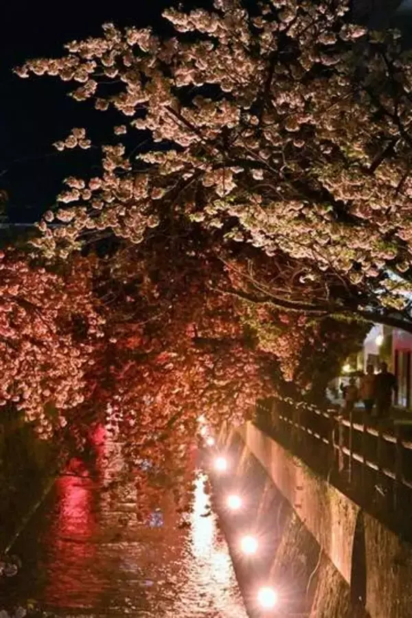 夜に輝く八重桜　大分・日田市の中野川